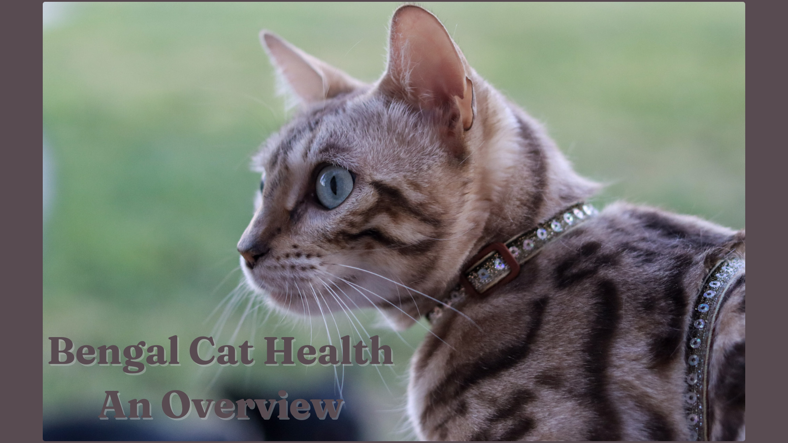 Bengal Cat Health – An Almost Complete Overview » Buckaroo Bengals ...